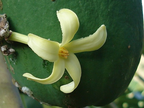 Carica papaya